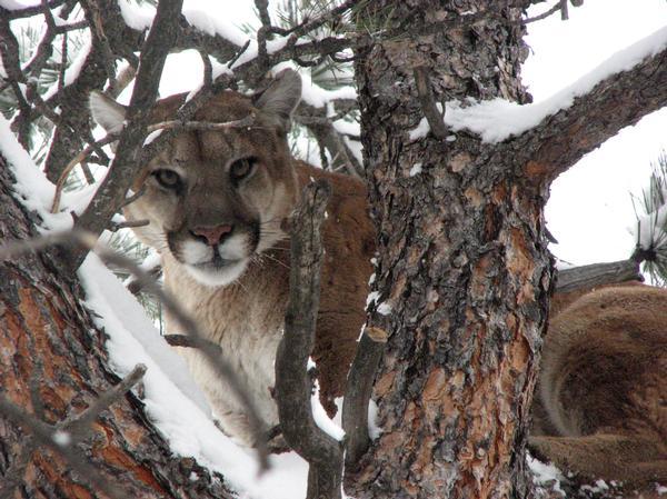 The Denver Post editorial board opposes the ban on mountain lion, lynx and bobcat hunting