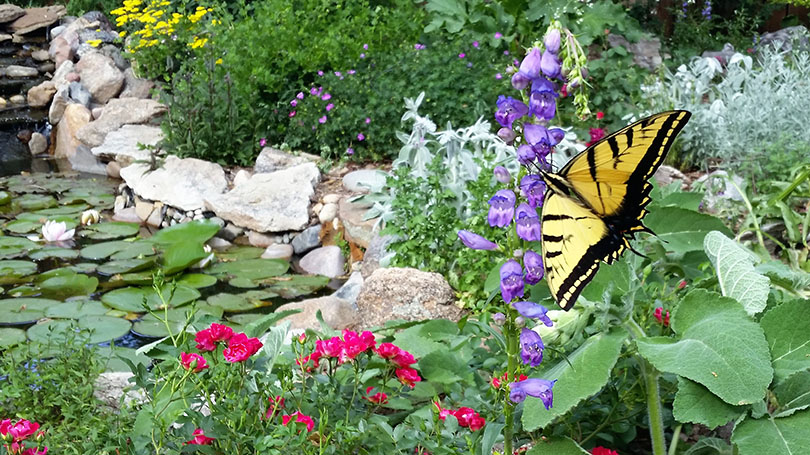 Ditch your lawn this year (with state-provided incentives) and start saving money and water (Opinion)